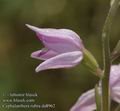 Cephalanthera_rubra_da8962