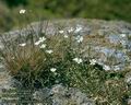 Cerastium_alsinifolium_8362