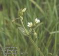 Cerastium_pumilum_aa7078