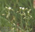 Cerastium_pumilum_aa7082