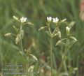 Cerastium_pumilum_aa7082