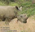 Ceratotherium_simum