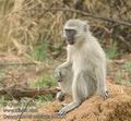 Cercopithecus_aethiops