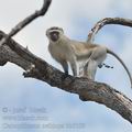 Cercopithecus_aethiops_bb5109