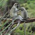 Cercopithecus_aethiops_bb6700