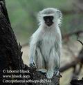 Cercopithecus_aethiops_db2548