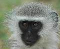 Cercopithecus_aethiops_db2609