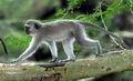 Cercopithecus_aethiops_ee1946