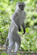 Cercopithecus_aethiops_fb2836