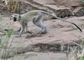 Cercopithecus_aethiops_fb3949