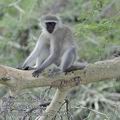 Cercopithecus_aethiops_fb4002