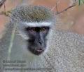 Cercopithecus_aethiops_pa2107054