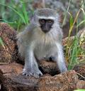 Cercopithecus_aethiops_pa2107066