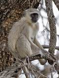 Cercopithecus_aethiops_pa2201136