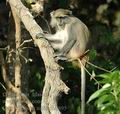 Cercopithecus_mitis_db7895