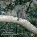 Cercopithecus_mitis_db7897