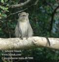 Cercopithecus_mitis_db7900