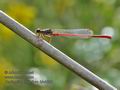 Ceriagrion_tenellum_hh4880