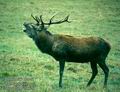 Cervus_elaphus