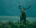 Cervus_elaphus