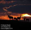 Cervus_elaphus_d371