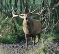 Cervus_elaphus_db0867