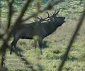 Cervus_elaphus_db0884