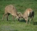 Cervus_elaphus_db0947