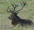 Cervus_elaphus_db0984