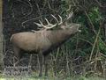 Cervus_elaphus_db1257