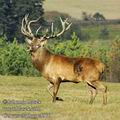 Cervus_elaphus_e5910