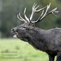 Cervus_elaphus_ee7246