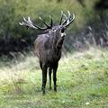 Cervus_elaphus_ee7340