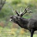 Cervus_elaphus_ee7354