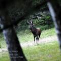 Cervus_elaphus_ee7384