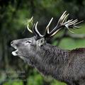 Cervus_elaphus_ee7398