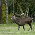 Cervus_elaphus_ee7474