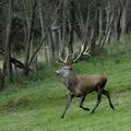 Cervus_elaphus_ee7501