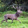 Cervus_elaphus_fg0306