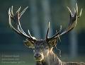 Cervus_elaphus_fg0378