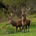 Cervus_elaphus_fg0563