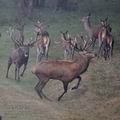 Cervus_elaphus_hf1580