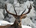 Cervus_elaphus_hg9895