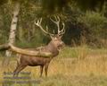 Cervus_elaphus_k6262