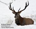 Cervus_elaphus_k6789