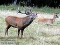 Cervus_elaphus