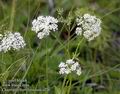 Chaerophyllum_hirsutum_a226