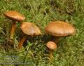 Chalciporus_piperatus_a8454