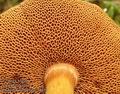 Chalciporus_piperatus_a8459