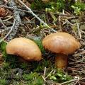 Chalciporus_piperatus_am0612